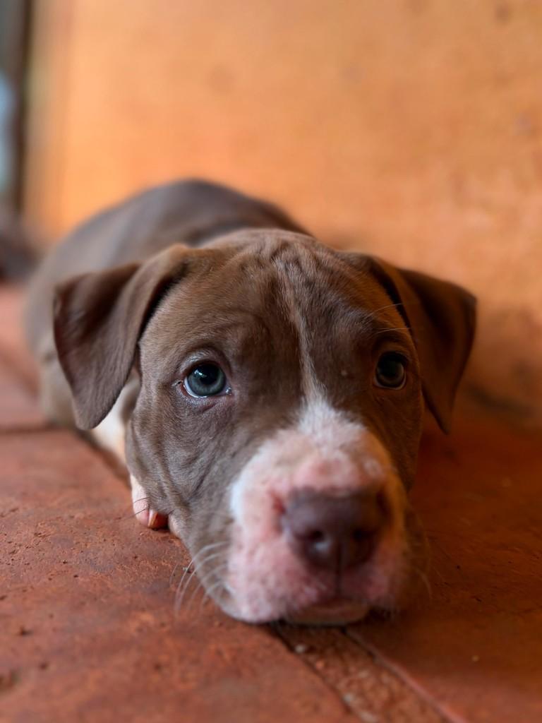 Denver, cachorro de porte médio para adoção em Campinas - SP — foto 5 de 6