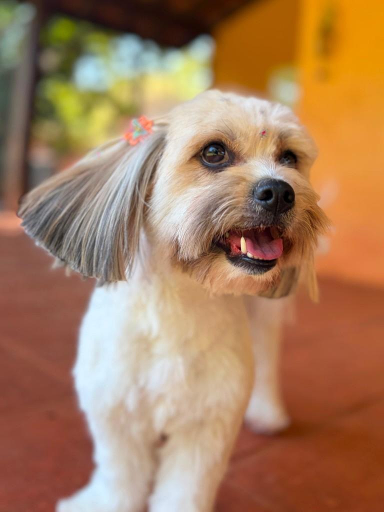 Lila, cadela de porte pequeno para adoção em Campinas - SP