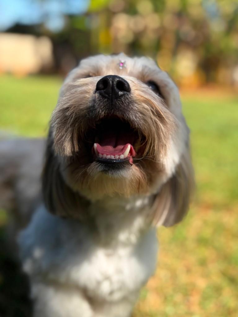 Lila, cadela de porte pequeno para adoção em Campinas - SP — foto 2 de 7