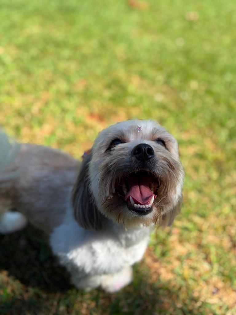 Lila, cadela de porte pequeno para adoção em Campinas - SP — foto 3 de 7