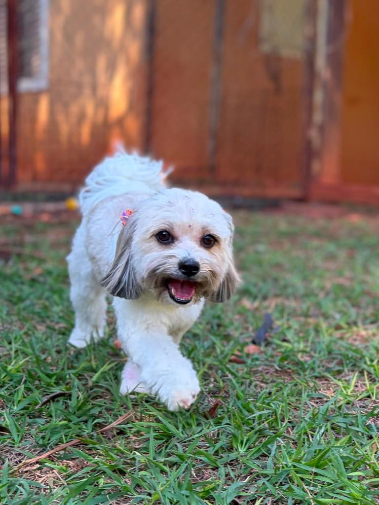 Lila, cadela de porte pequeno para adoção em Campinas - SP — foto 4 de 7