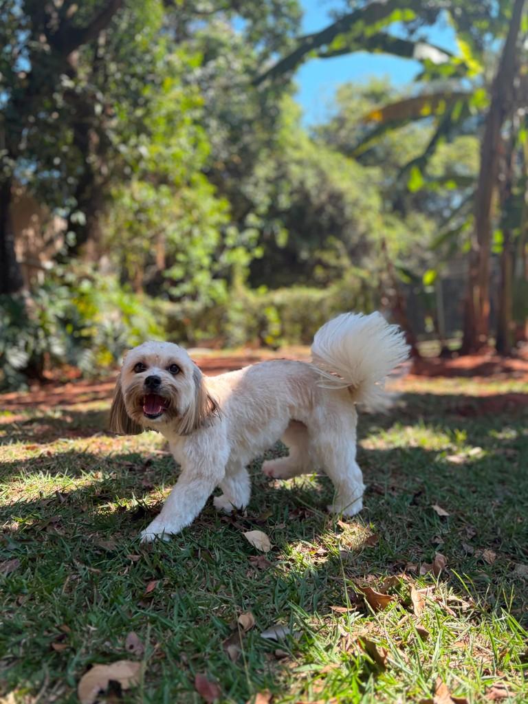 Lila, cadela de porte pequeno para adoção em Campinas - SP — foto 5 de 7