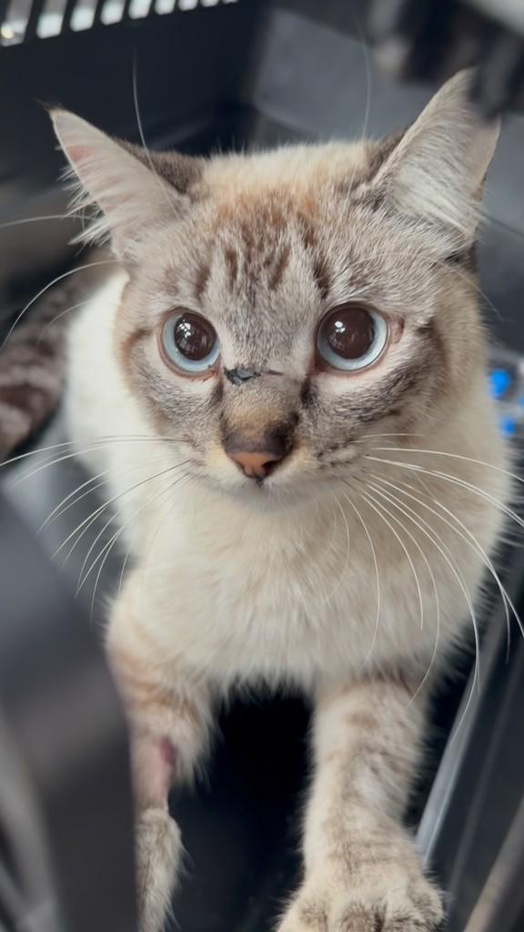 Ágata, gato de porte pequeno para adoção em Campinas - SP