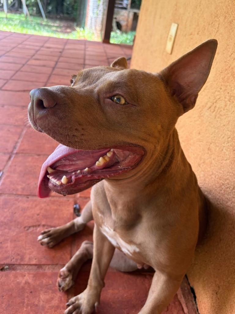 Gaia, cadela de porte médio para adoção em Campinas - SP — foto 5 de 14