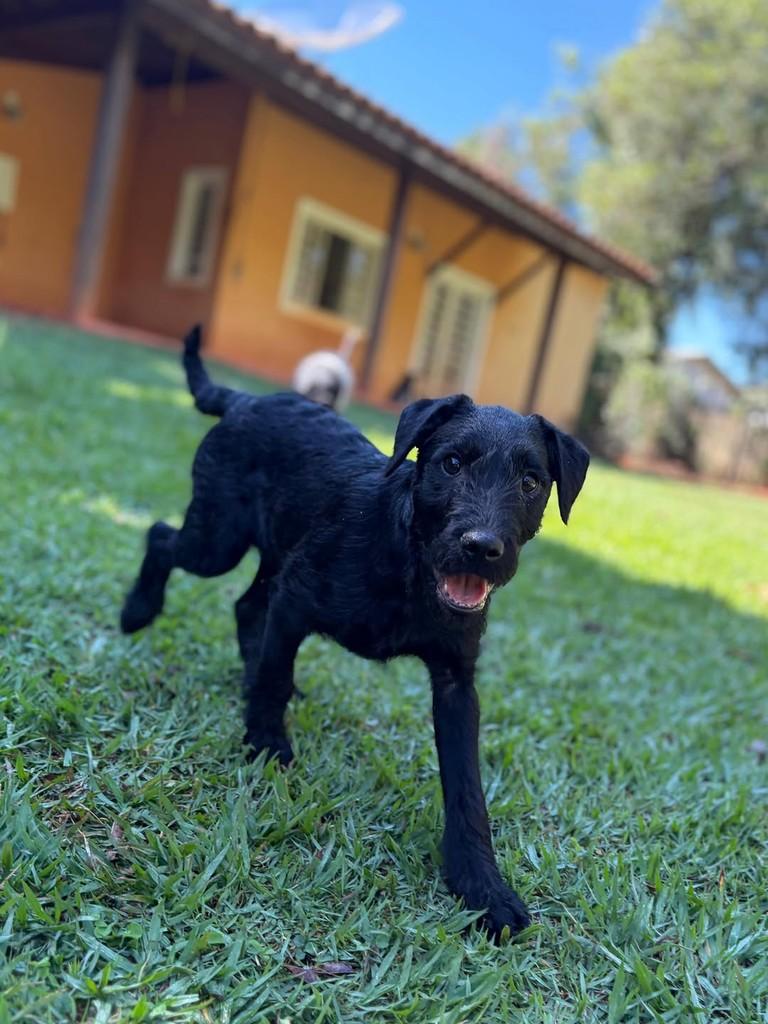 Layla, cadela de porte médio para adoção em Campinas - SP
