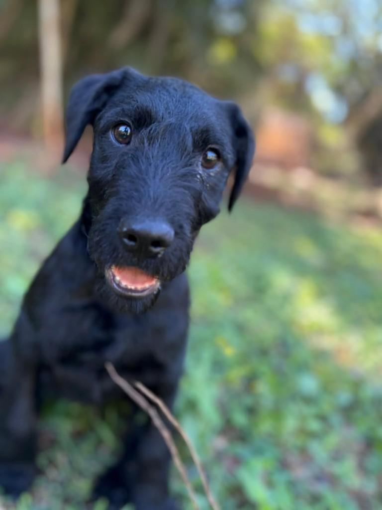 Layla, cadela de porte médio para adoção em Campinas - SP — foto 2 de 6