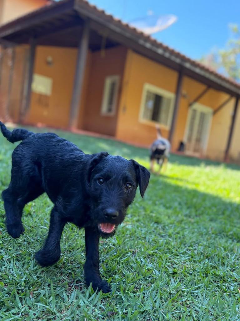 Layla, cadela de porte médio para adoção em Campinas - SP — foto 3 de 6