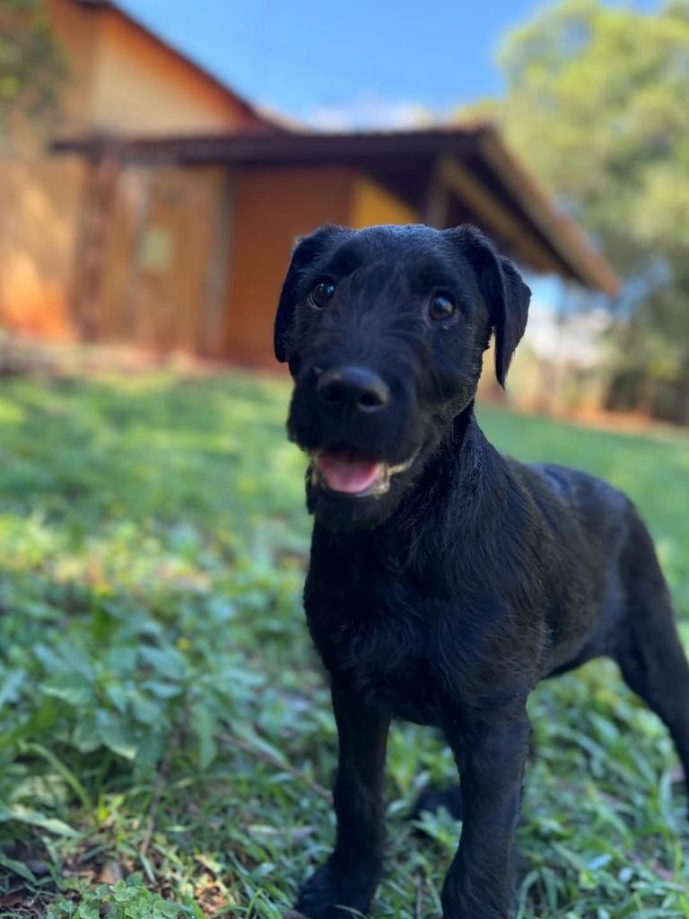 Layla, cadela de porte médio para adoção em Campinas - SP — foto 4 de 6