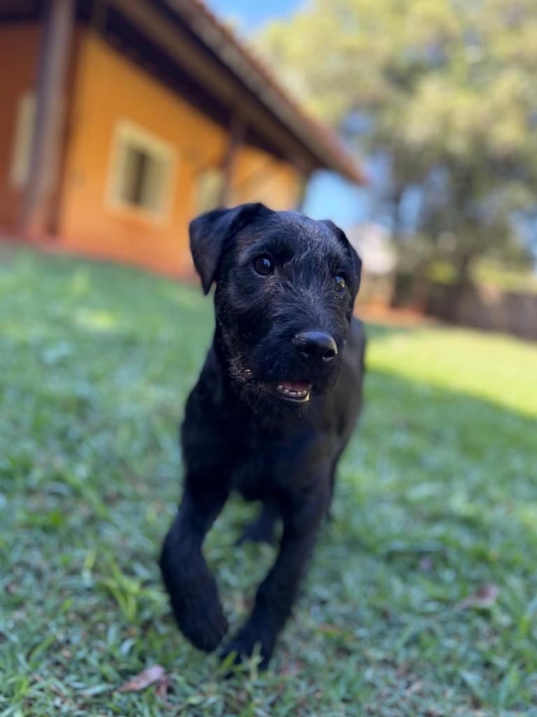 Layla, cadela de porte médio para adoção em Campinas - SP — foto 5 de 6