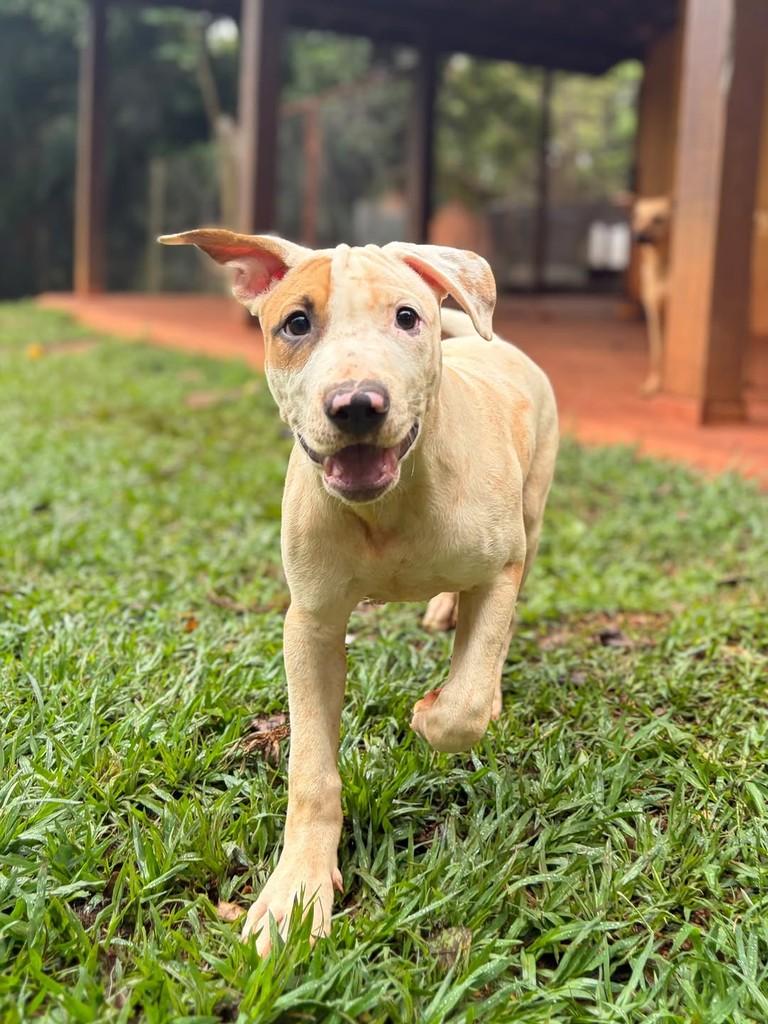 MotoMoto, cachorro de porte médio para adoção em Campinas - SP