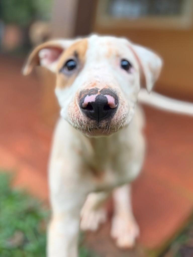 MotoMoto, cachorro de porte médio para adoção em Campinas - SP — foto 2 de 5