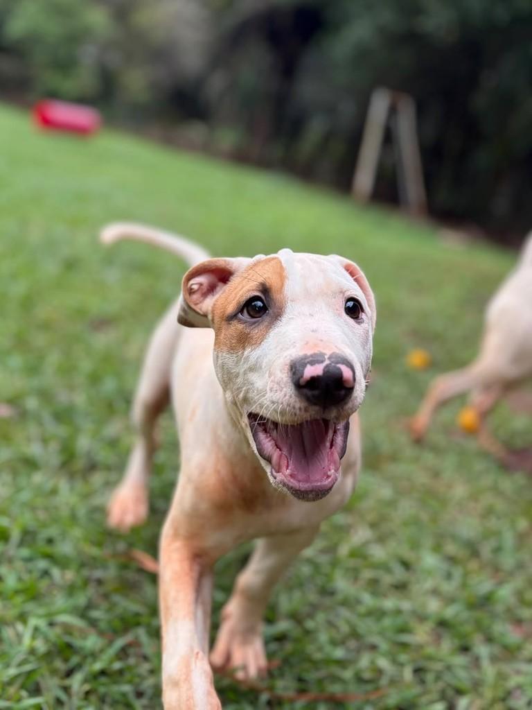 MotoMoto, cachorro de porte médio para adoção em Campinas - SP — foto 3 de 5