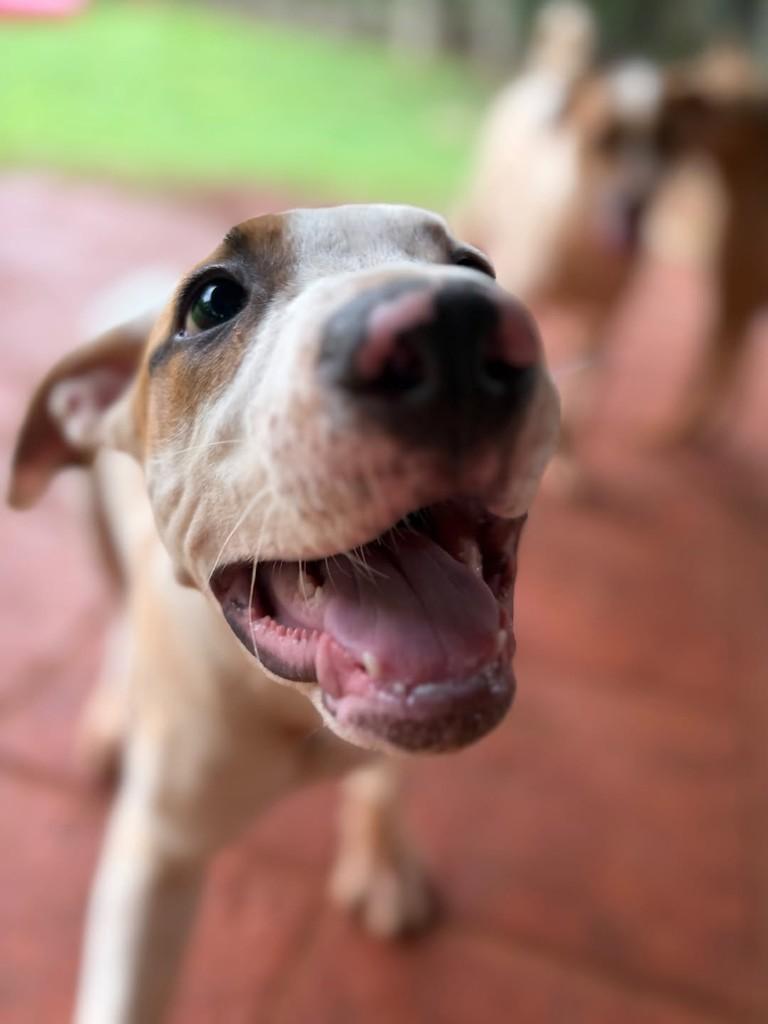 MotoMoto, cachorro de porte médio para adoção em Campinas - SP — foto 4 de 5