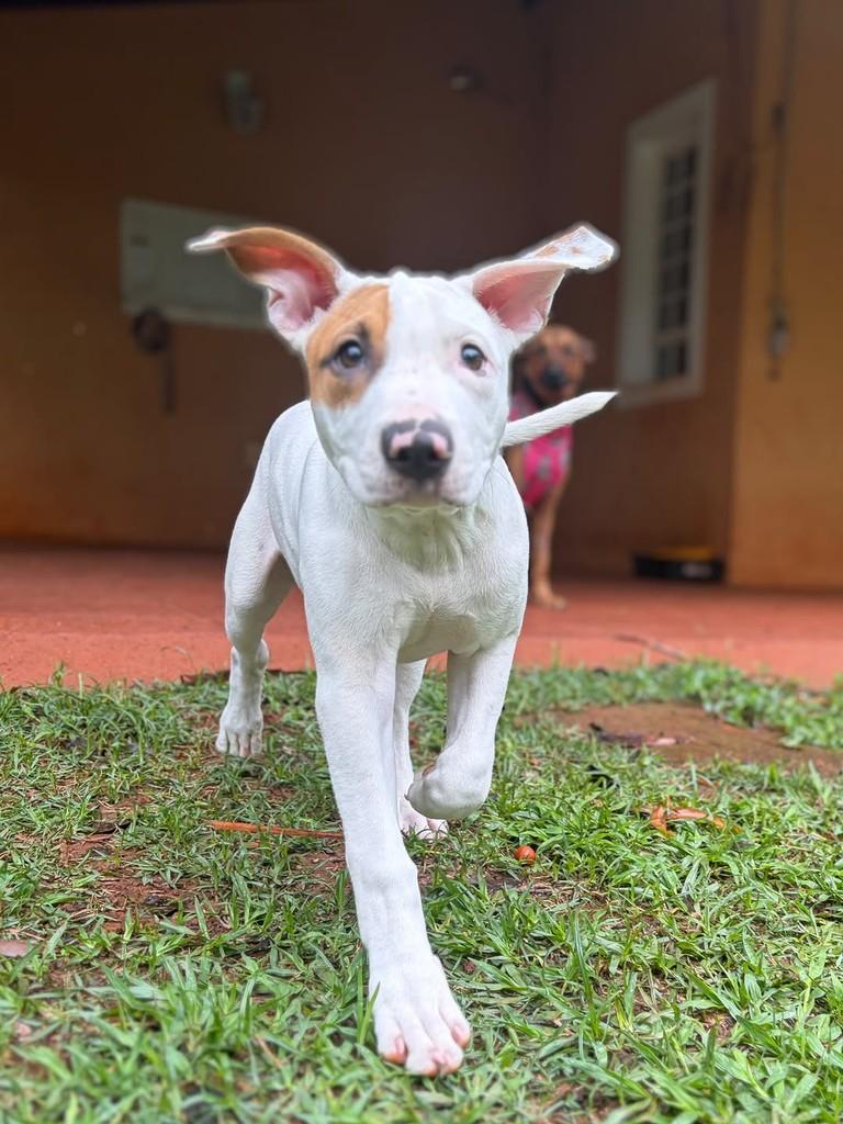MotoMoto, cachorro de porte médio para adoção em Campinas - SP — foto 5 de 5