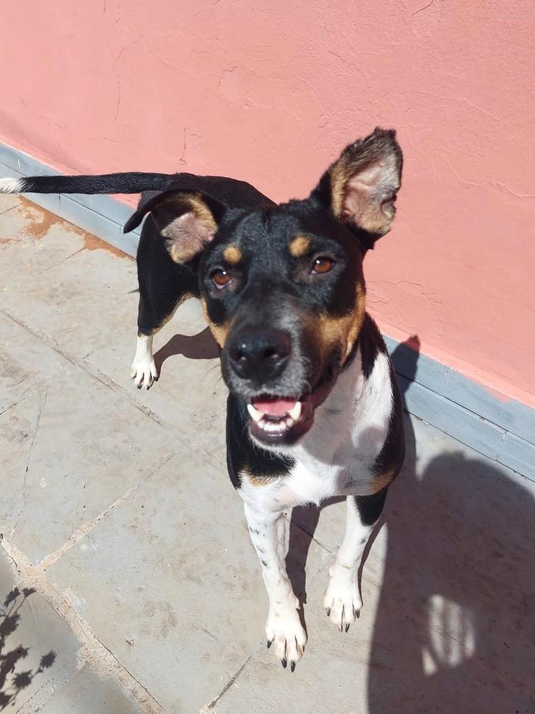 Kiara, cadela de porte médio para adoção em Campinas - SP