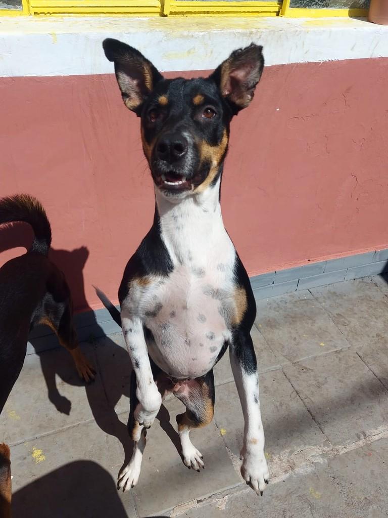 Kiara, cadela de porte médio para adoção em Campinas - SP — foto 2 de 12