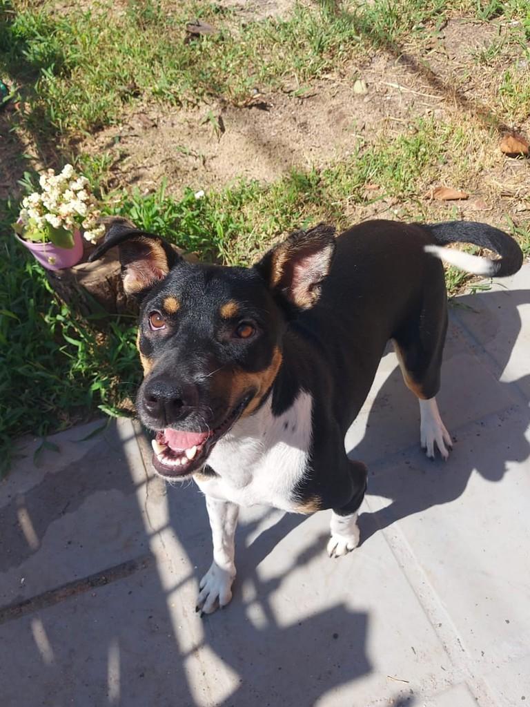 Kiara, cadela de porte médio para adoção em Campinas - SP — foto 3 de 12