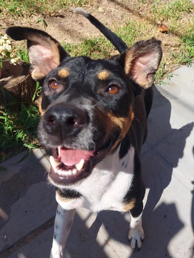 Kiara, cadela de porte médio para adoção em Campinas - SP — foto 4 de 12