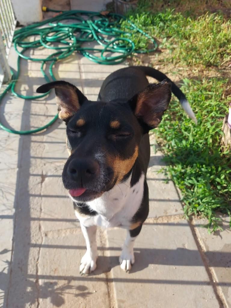Kiara, cadela de porte médio para adoção em Campinas - SP — foto 5 de 12