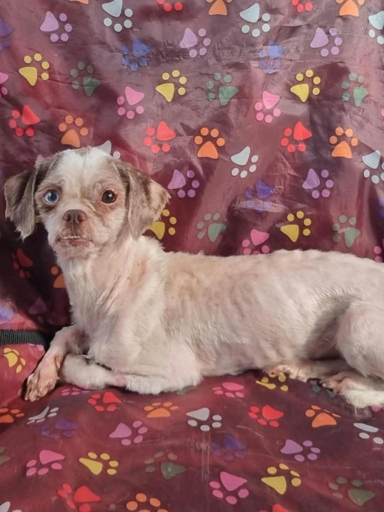 Mila, cadela de porte pequeno para adoção em Campinas - SP