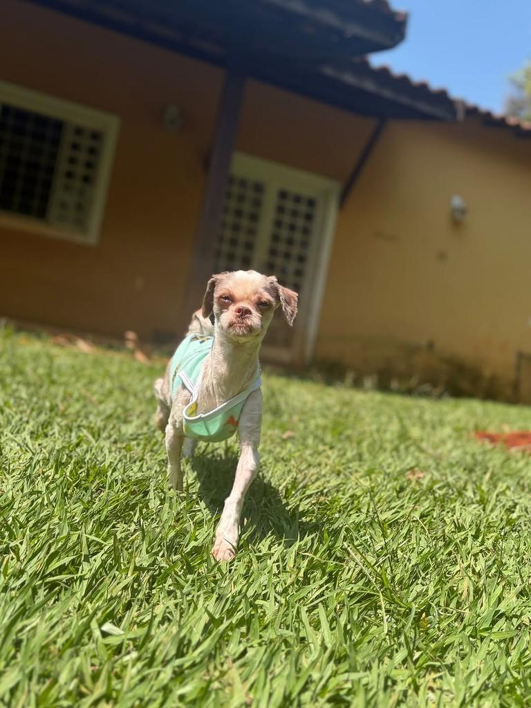 Mila, cadela de porte pequeno para adoção em Campinas - SP — foto 3 de 7