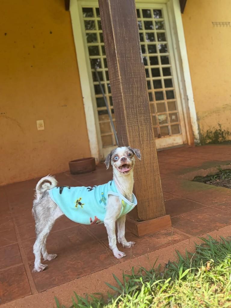 Mila, cadela de porte pequeno para adoção em Campinas - SP — foto 4 de 7