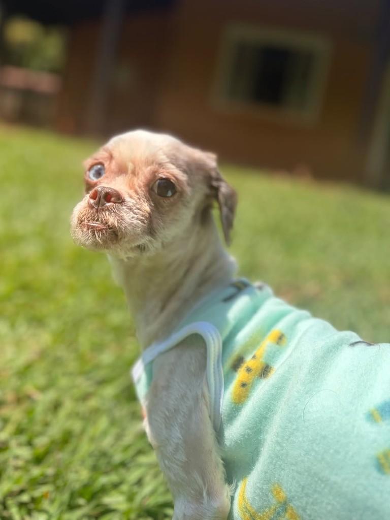Mila, cadela de porte pequeno para adoção em Campinas - SP — foto 5 de 7