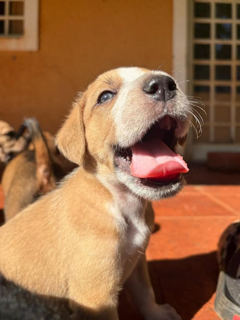 Olavo, cachorro de porte médio para adoção em Campinas - SP