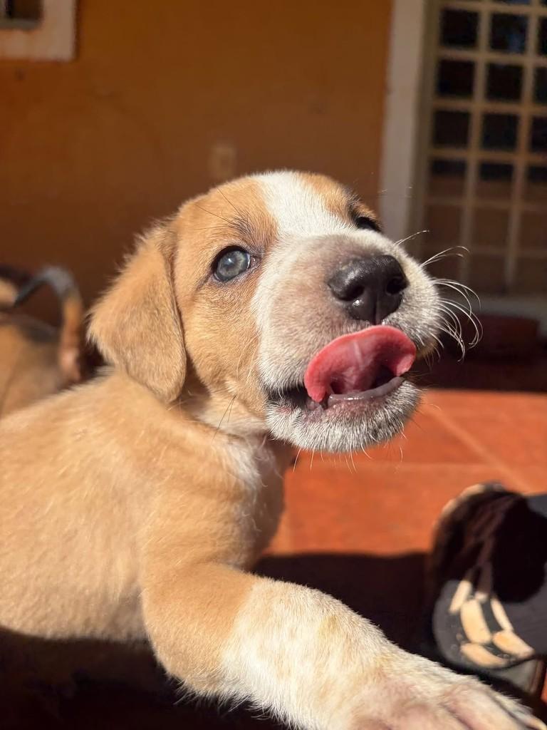 Olavo, cachorro de porte médio para adoção em Campinas - SP — foto 2 de 6