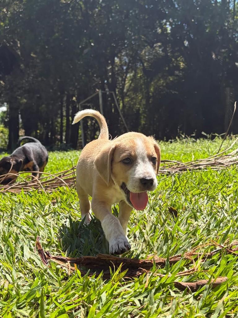 Olavo, cachorro de porte médio para adoção em Campinas - SP — foto 3 de 6