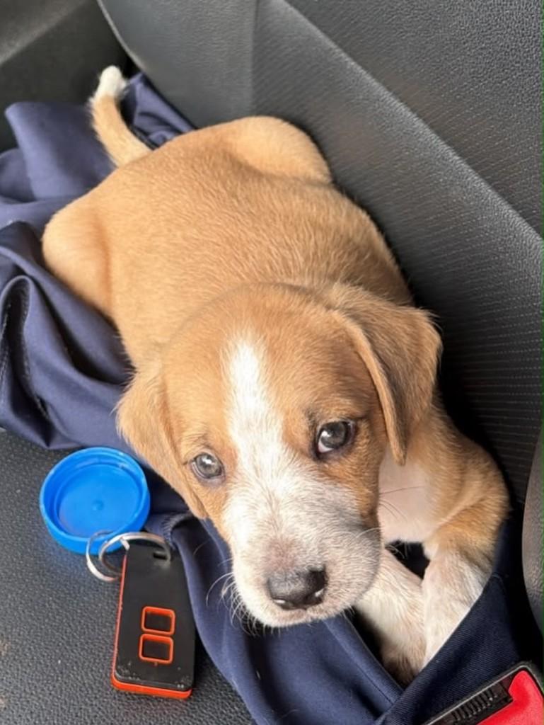 Olavo, cachorro de porte médio para adoção em Campinas - SP — foto 4 de 6