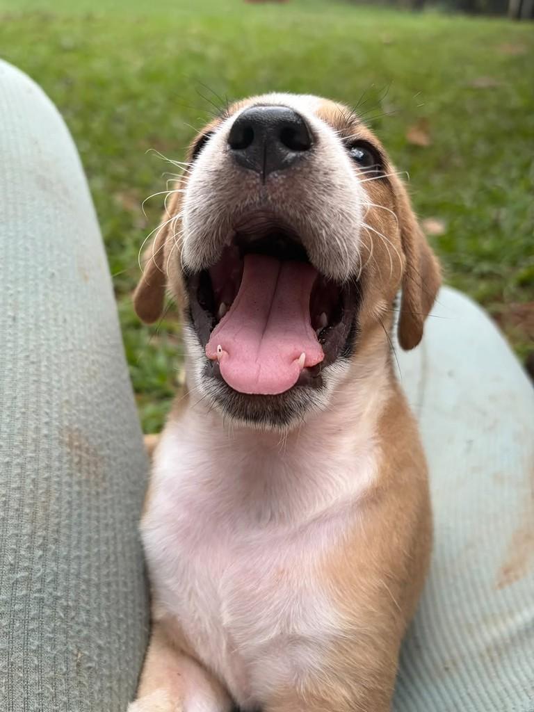 Olavo, cachorro de porte médio para adoção em Campinas - SP — foto 5 de 6