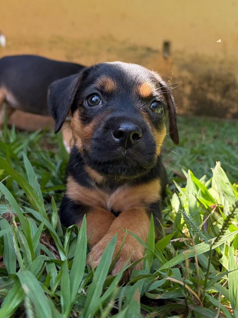 Onira, cadela de porte médio para adoção em Campinas - SP