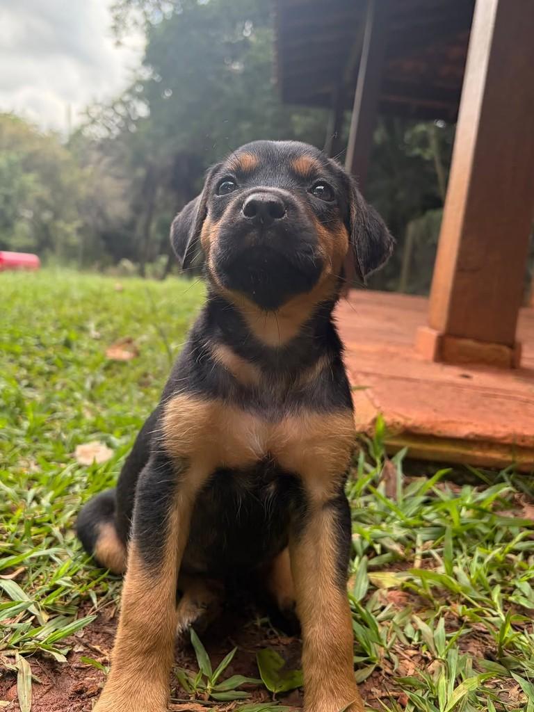 Onira, cadela de porte médio para adoção em Campinas - SP — foto 2 de 10