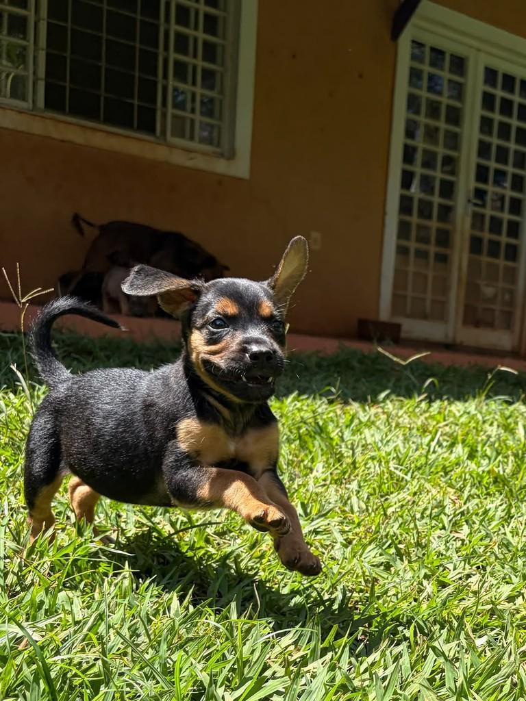 Onira, cadela de porte médio para adoção em Campinas - SP — foto 3 de 10