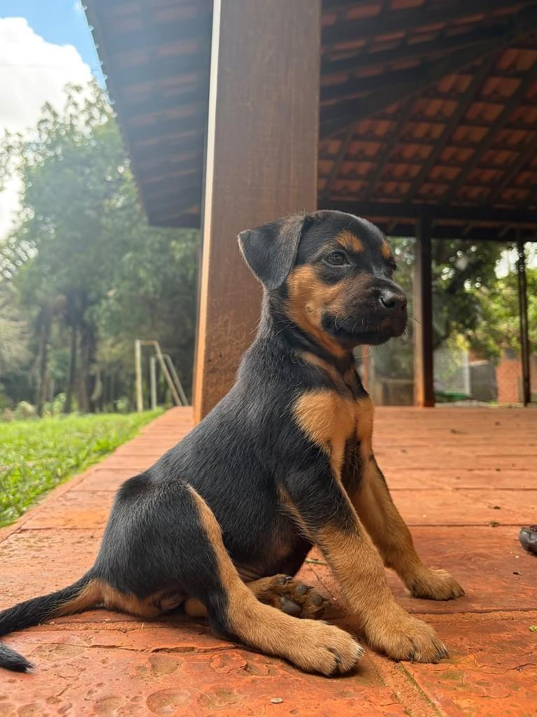 Onira, cadela de porte médio para adoção em Campinas - SP — foto 4 de 10