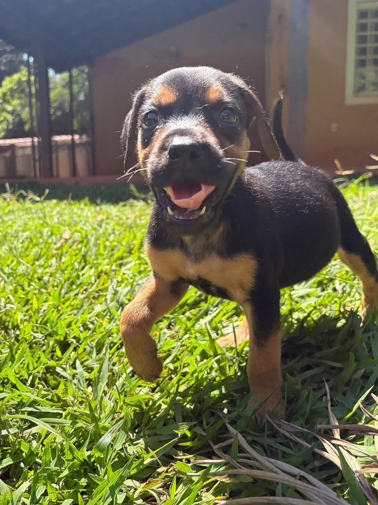Onira, cadela de porte médio para adoção em Campinas - SP — foto 5 de 10