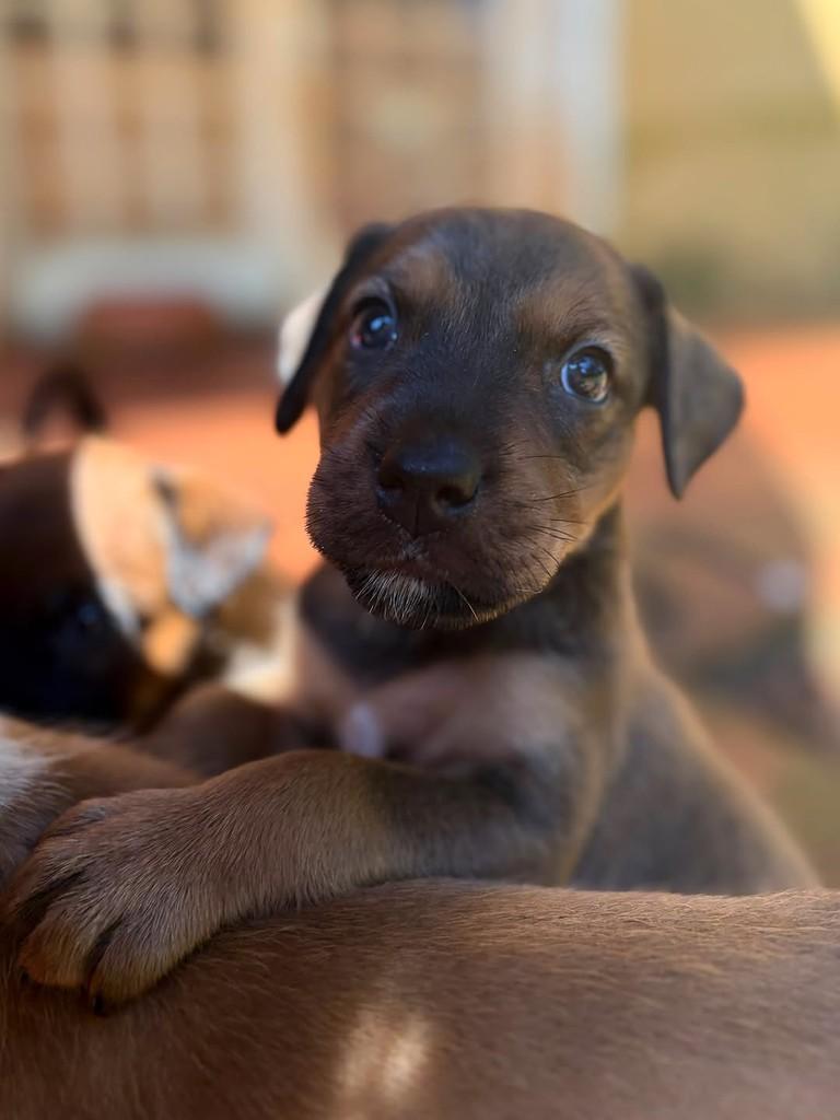 Otto, cachorro de porte médio para adoção em Campinas - SP