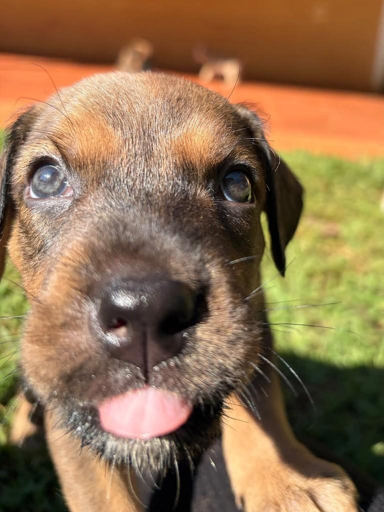Otto, cachorro de porte médio para adoção em Campinas - SP — foto 2 de 8