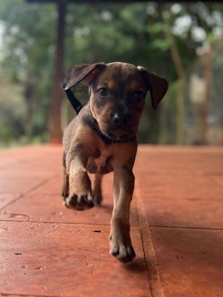 Otto, cachorro de porte médio para adoção em Campinas - SP — foto 3 de 8
