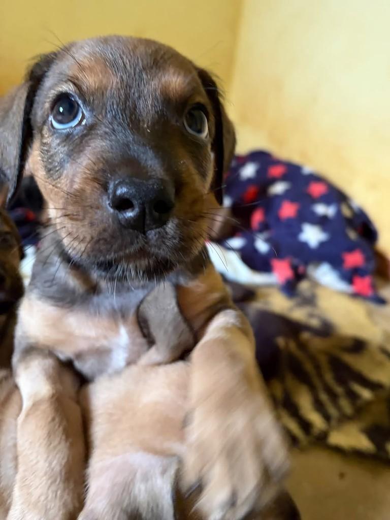 Otto, cachorro de porte médio para adoção em Campinas - SP — foto 4 de 8