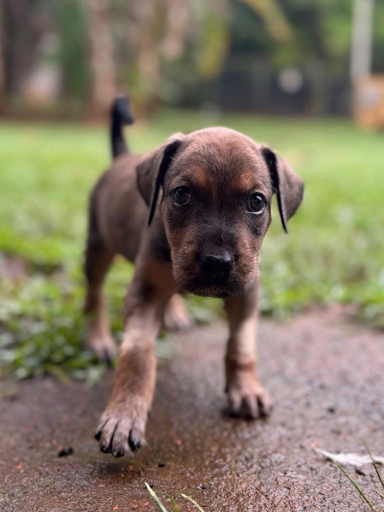 Otto, cachorro de porte médio para adoção em Campinas - SP — foto 5 de 8