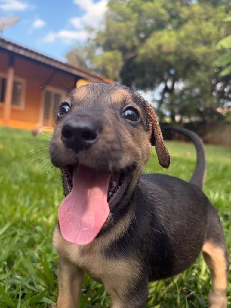 Omar, cachorro de porte médio para adoção em Campinas - SP