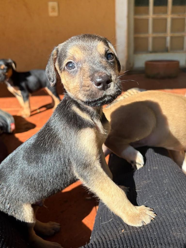 Omar, cachorro de porte médio para adoção em Campinas - SP — foto 2 de 10