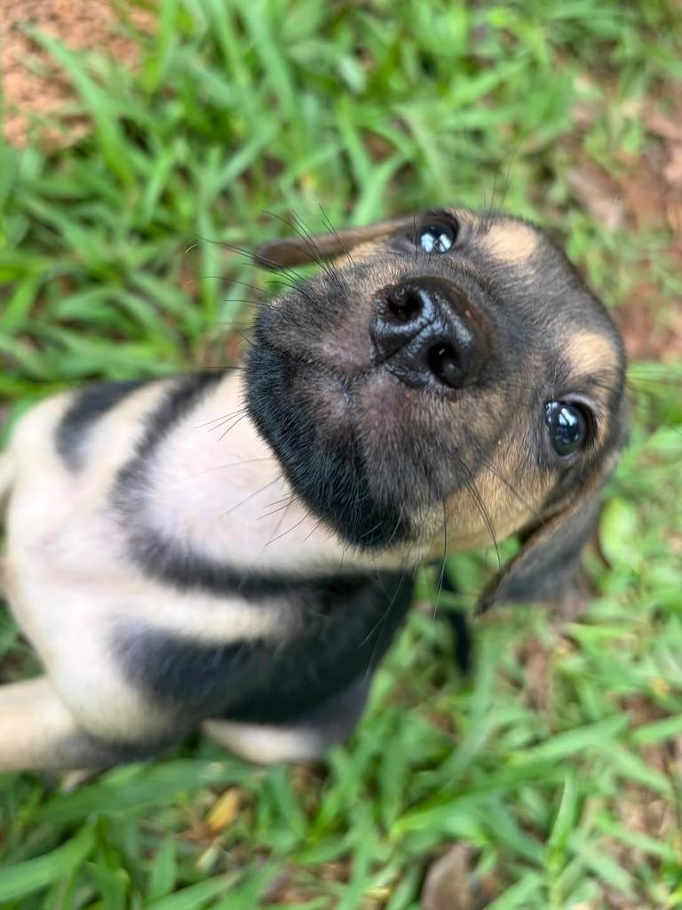 Omar, cachorro de porte médio para adoção em Campinas - SP — foto 3 de 10