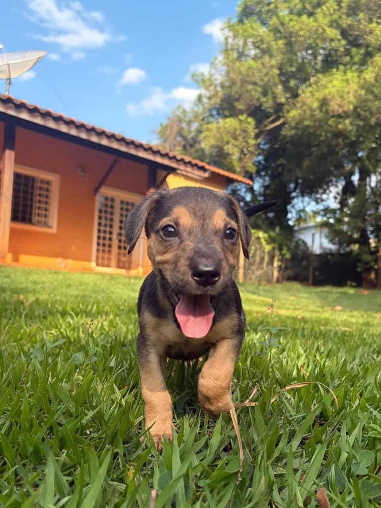 Omar, cachorro de porte médio para adoção em Campinas - SP — foto 4 de 10