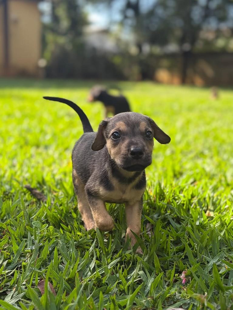 Omar, cachorro de porte médio para adoção em Campinas - SP — foto 5 de 10