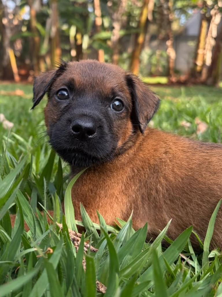 Oliver, cachorro de porte médio para adoção em Campinas - SP