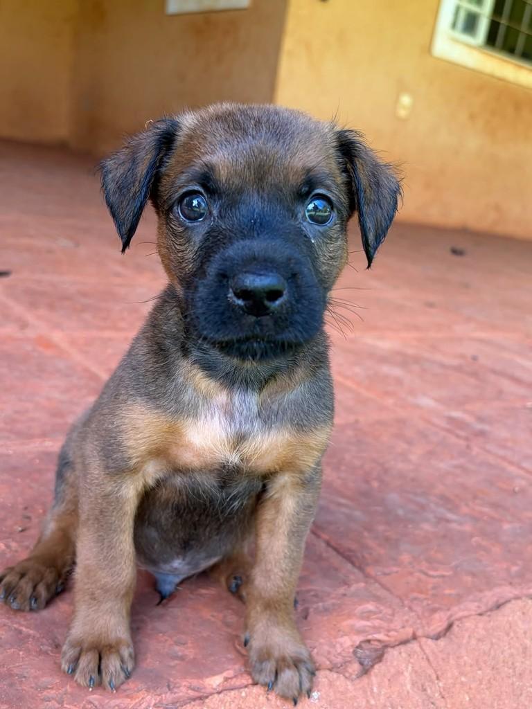 Oliver, cachorro de porte médio para adoção em Campinas - SP — foto 2 de 10