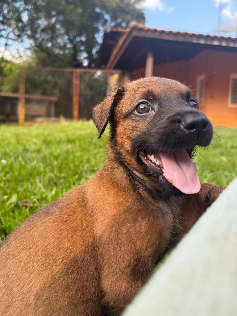 Oliver, cachorro de porte médio para adoção em Campinas - SP — foto 3 de 10